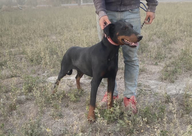 Yetişkin erkek doberman